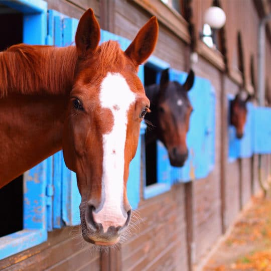 Horses in stable