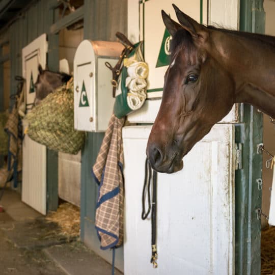 Horses in stable