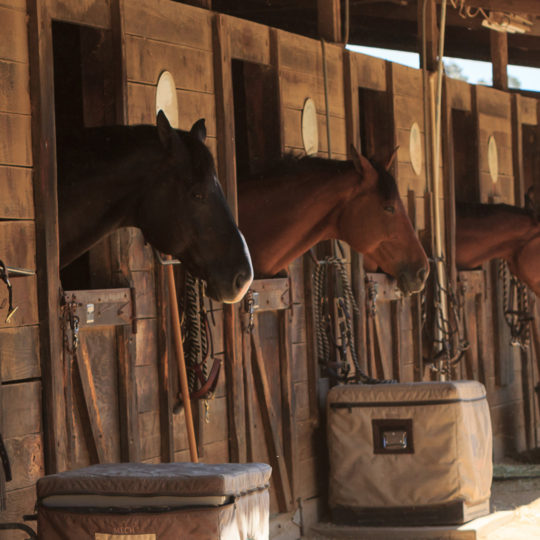 Stable Equine Monitor