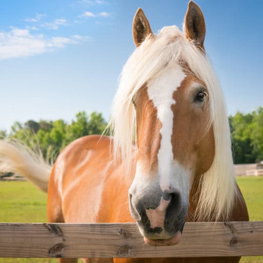 Reduce Liability Insurance with Equine Monitoring