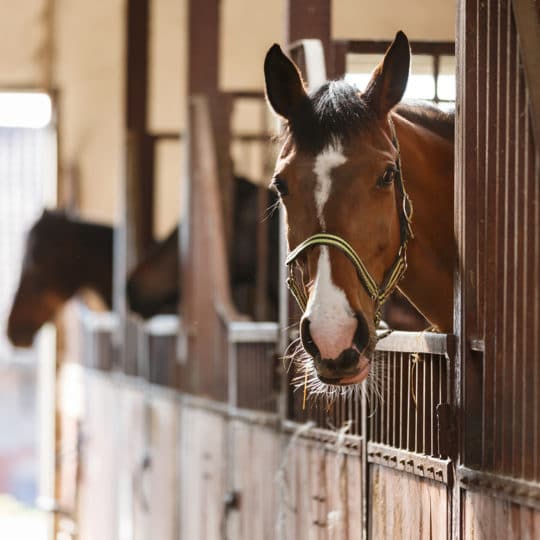 horse boarding