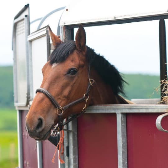 horse-trailer