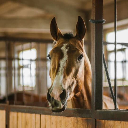 Cloud-Based Camera Access for Equine Monitoring