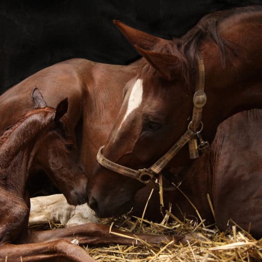 Equine Monitoring for Horse Breeders