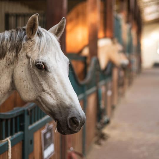 Equine Monitoring System Guide