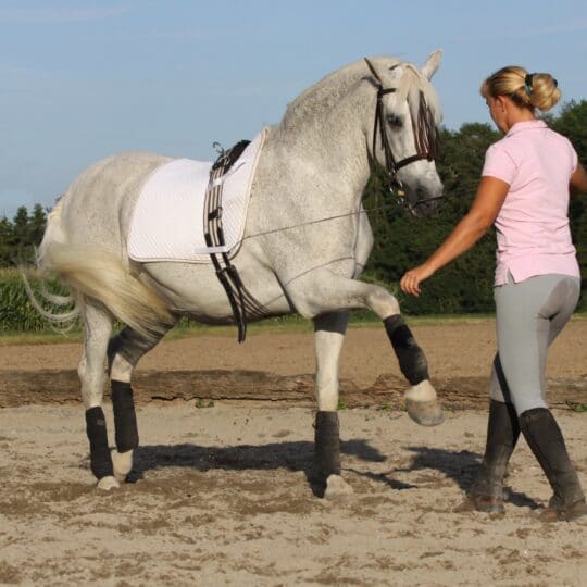 Equine Monitoring for Training