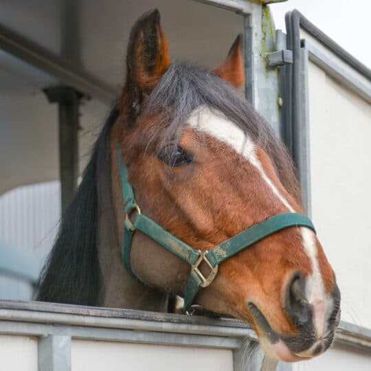 mobile equine monitoring