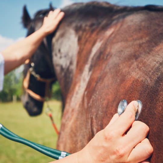 Measure Fitness Levels with Equine Monitoring