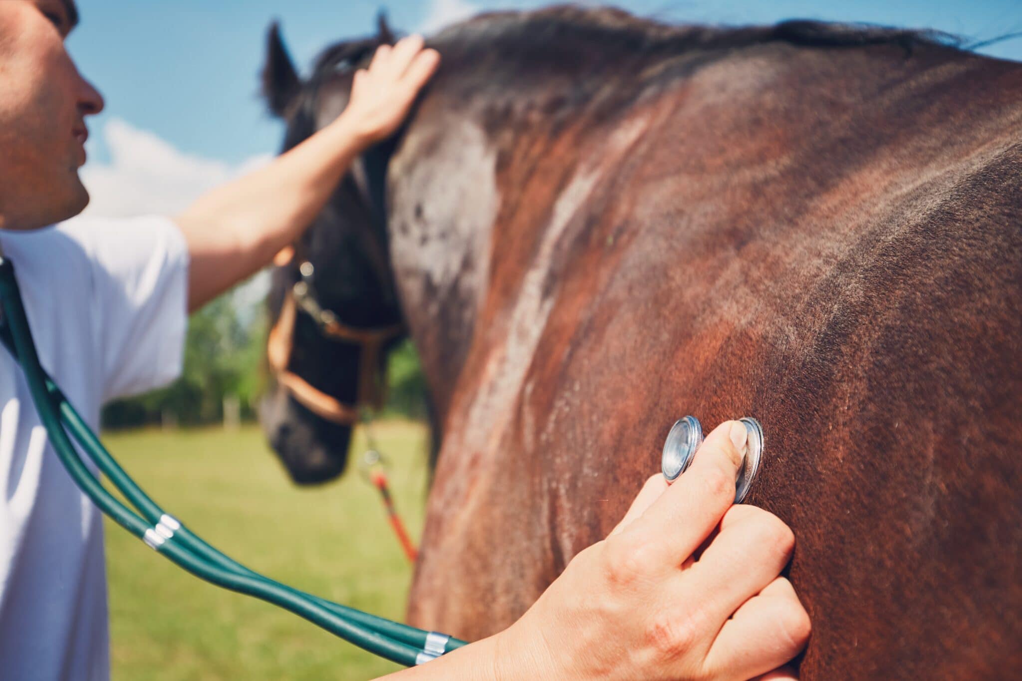 Wearable Equine Monitors Security Five