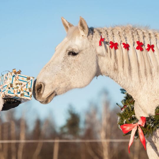 Equine Monitoring Gifts