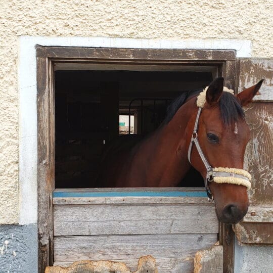 Live Equine Monitoring Benefits